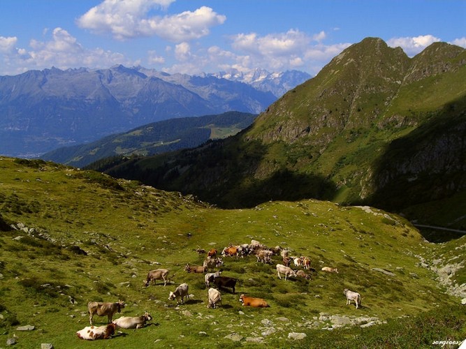 Vacanza-Alpeggio-pascoli-montagna-Valle-Brembana1[1]